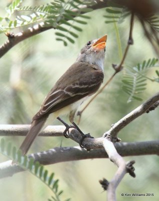 Greater Pewee, Sweetwater Wetland, Tucson, AZ, 8-24-15, Jp_2320.JPG