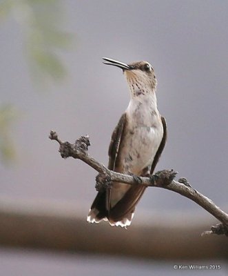 Black-chinned Hummingbird immature male, Portal, AZ, 8-15-15, Jp_4660.JPG