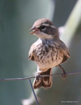 Black-throated Sparrow juvenile Portal, AZ, 8-16-15, Jp_5667.JPG