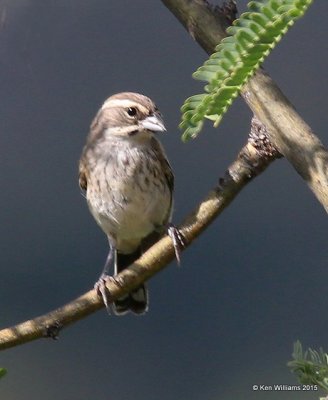 Black-throated Sparrow juvenile, California Gulch, AZ, 8-22-15, Jp_0181.JPG