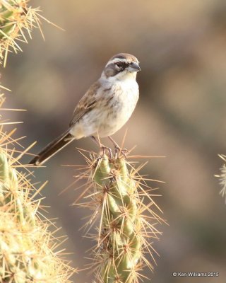 Black-throated Sparrow juvenile, Saguaro National Park,  AZ, 8-24-15, Jp_1831.JPG