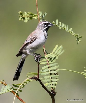 Black-throated Sparrow, Portal, AZ, 8-16-15, Jp_5309.JPG