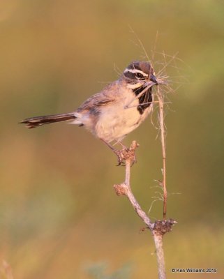 Black-throated Sparrow, Portal, AZ, 8-17-15, Jp_5943.JPG