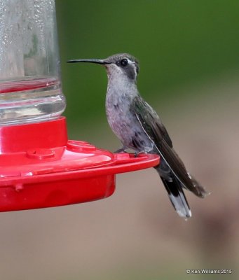 Blue-throated Hummingbird female, Portal, AZ, 8-15-15, Jp_4773.JPG