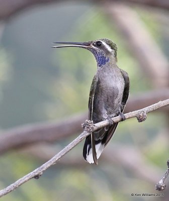 Blue-throated Hummingbird male, Portal, AZ, 8-15-15, Jp_4735.JPG