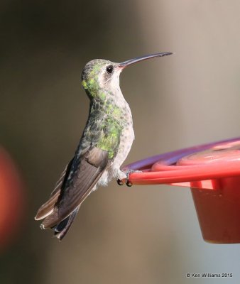 Broad-billed Hummingbird female, Madera Canyon, AZ, 8-23-15, Jp_0905.JPG