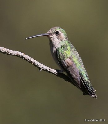 Broad-billed Hummingbird female, Madera Canyon, AZ, 8-23-15, Jp_1045.JPG