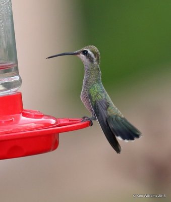 Broad-billed Hummingbird female, Portal, AZ, 8-15-15, Jp_4764.JPG