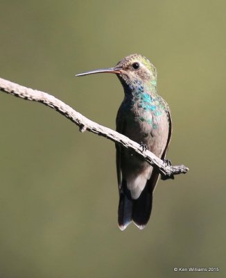 Broad-billed Hummingbird immature male, Madera Canyon, AZ, 8-23-15, Jp_0682.JPG