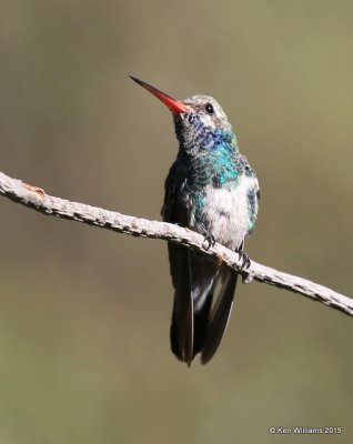 Broad-billed Hummingbird immature male, Madera Canyon, AZ, 8-23-15, Jp_0908.JPG