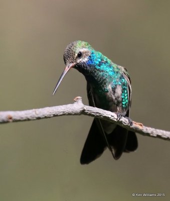 Broad-billed Hummingbird immature male, Madera Canyon, AZ, 8-23-15, Jp_1185.JPG