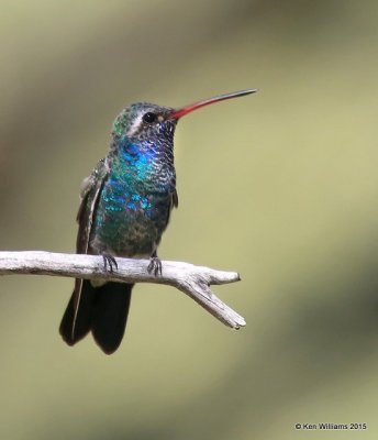 Broad-billed Hummingbird male, Ash Canyon B&B, Herford, AZ, 8-21-15, Jp_9806.JPG