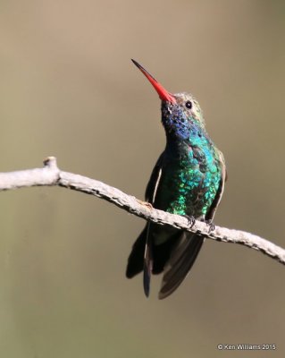 Broad-billed Hummingbird male, Madera Canyon, AZ, 8-23-15, Jp_0743.JPG