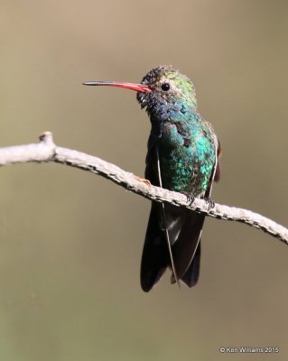 Broad-billed Hummingbird male, Madera Canyon, AZ, 8-23-15, Jp_0746.JPG