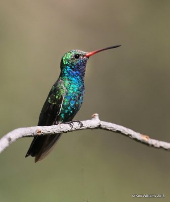 Broad-billed Hummingbird male, Madera Canyon, AZ, 8-23-15, Jp_1041.JPG