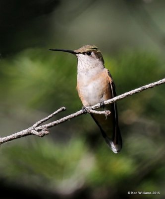 Broad-tailed Hummingbird female, Ruidoso, NM, 8-14-15, Jp_4213.JPG