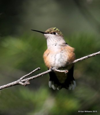 Broad-tailed Hummingbird female, Ruidoso, NM, 8-14-15, Jp_4217.JPG