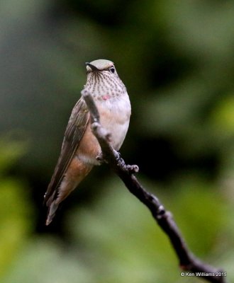 Broad-tailed Hummingbird sub adult male, Ruidoso, NM, 8-14-15, Jp_4018.JPG