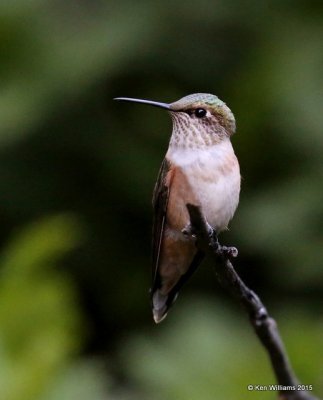 Broad-tailed Hummingbird sub adult male, Ruidoso, NM, 8-14-15, Jp_4034.JPG
