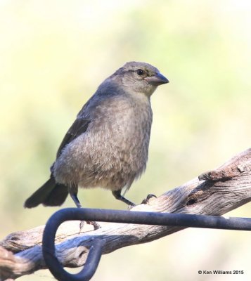 Bronzed Cowbird juvenile, Ash Canyon B&B, Herford, AZ, 8-21-15, Jp_9353.JPG
