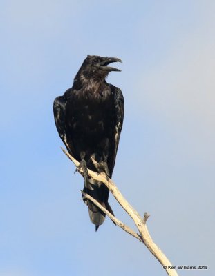 Chihuahuan Raven, Ruby Road, AZ, 8-22-15, Jp_0148.JPG