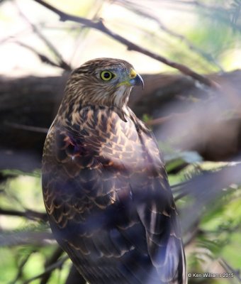 Cooper's Hawk, Sweetwater Wetland, Tucson, AZ, 8-24-15, Jp_2350.JPG