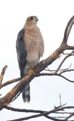 Cooper's Hawk, Sweetwater Wetland, Tucson, AZ, 8-25-15, Jp_2777.JPG