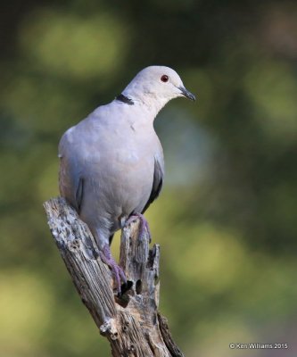 Eurasian Collared Dove, Battiste's B&B, Hereford,  AZ, 8-20-15, Jp_8298.JPG