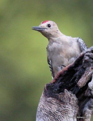 Gila Woodpecker male, Battiste's B&B, Hereford,  AZ 8-20-15, Jp_8193.JPG
