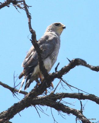 Gray Hawk, California Gulch, AZ, 8-22-15, Jp_0558.JPG
