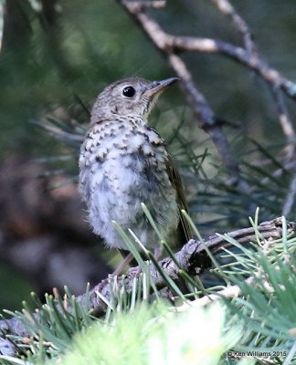 Hermit Thursh - fledgling, Ruidoso, NM, 8-14-15, Jp_4125.JPG