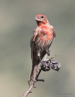 House Finch male, Portal, AZ, 8-16-15, Jp_5695.JPG