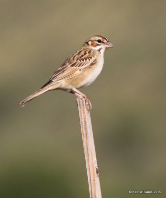 Lark Sparrow, Portal, AZ, 8-17-15, Jp_6048.JPG