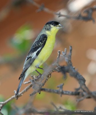 Lesser Goldfinch - Western form male, Portal, AZ, 8-16-15, Jp_5502.JPG