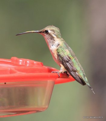 Lucifer Hummingbird female, Ash Canyon B&B, Herford, AZ, 8-21-15, Jp_9673.JPG