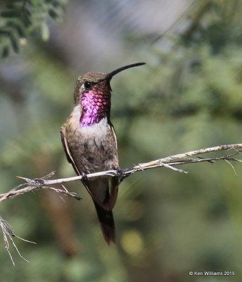 Lucifer Hummingbird male, Ash Canyon B&B, Herford, AZ, 8-21-15, Jp_9184.JPG