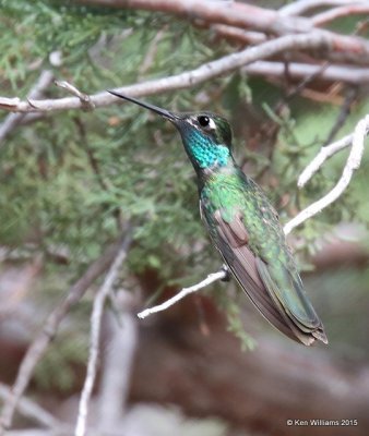 Rivoli's Hummingbird male, Paradise, AZ, 8-17-15, Jp_6787.JPG