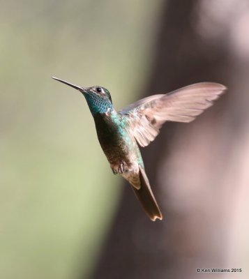 Rivoli's Hummingbird male, Paradise, AZ, 8-18-15, Jp_7265.JPG
