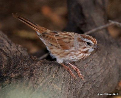 Song Sparrow Southwest subspecies, Sweetwater Wetland, Tucson, AZ, 8-24-15, Jp_2462.JPG