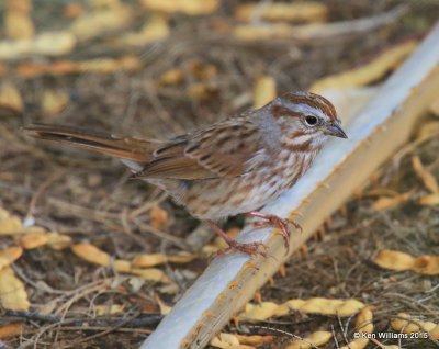 Song Sparrow Southwest subspecies, Sweetwater Wetland, Tucson, AZ, 8-24-15, Jp_2468.JPG