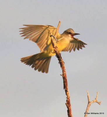 Tropical Kingbird, Sweetwater Wetland, Tucson, AZ, 8-24-15, Jp_2500.JPG