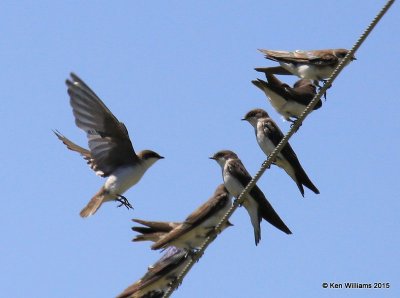 Violet-green Swallows, Paradise, AZ, 8-19-15, Jp_7863.JPG