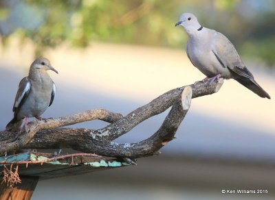 White-winged Dove & Eurasian Collared Dove, Battiste's B&B, Hereford,  AZ, 8-20-15, Jp_8274.JPG
