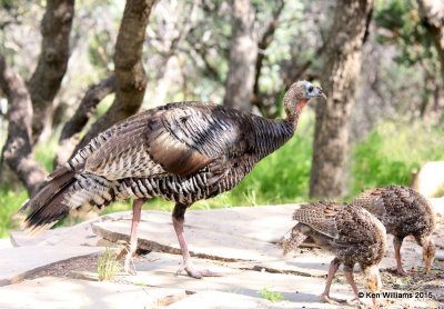Wild Turkey hen & poult - Goulds subspecies, Ash Canyon B&B, Herford, AZ, 8-21-15, Jp_9472.JPG