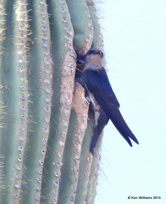 Purple Martin nesting  in Saguaro Cactus, Saguaro National Park, AZ, 8-24-15, Jp_1969.JPG