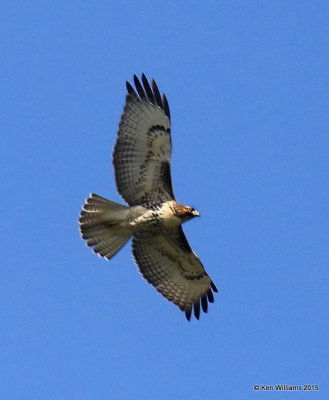 Red-tailed Hawk - Western juvenile, Ash Canyon B&B, Herford, AZ, 8-21-15, Jp_9433.JPG