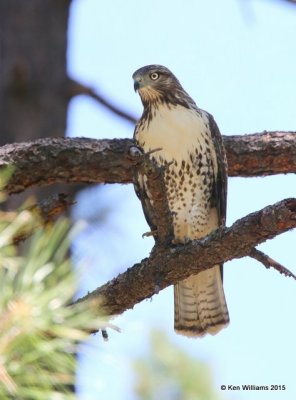 Red-tailed Hawk - Fuertes's juvenile, Barfoot Park, AZ, 8-18-15, Jp_7134.JPG