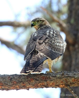 Red-tailed Hawk - Fuertes's juvenile, Barfoot Park, AZ, 8-18-15, Jpp_7139.JPG