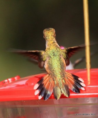 Rufous Hummingbird female, Ash Canyon B&B, Herford, AZ, 8-21-15, Jp_9194.JPG