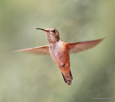 Rufous Hummingbird female, Ash Canyon B&B, Herford, AZ, 8-21-15, Jp_9770.JPG